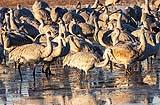 BWA Sandhill Crane Dec 2022